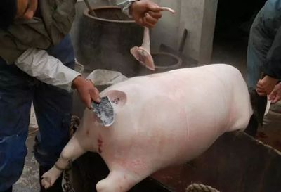 豬羊之間 那些年，我們守在鍋邊的童年滋味